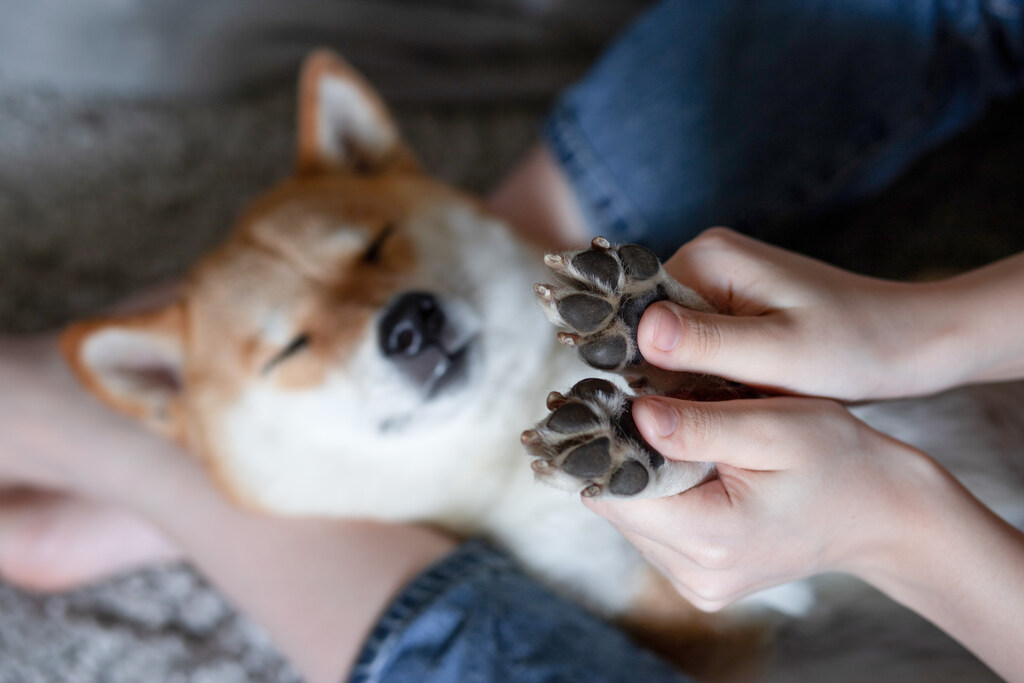 Mãos segurando patas de cachorro, que dorme no colo de tutora.